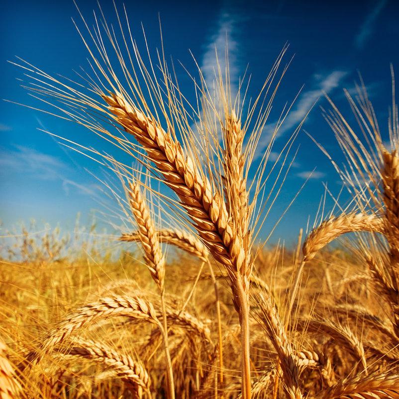 Növekvő népesség- növekvő igények. Hogyan lesz képes a mezőgazdaság lépést tartani?